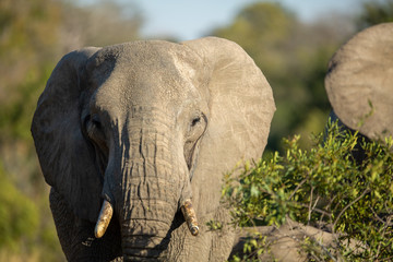 Fototapeta premium Elephant herds