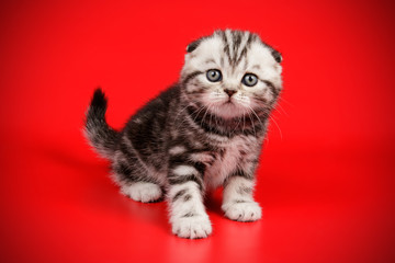 Scottish fold shorthair cat on colored backgrounds