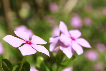 Madagascar rosy periwinkle (Catharanthus roseus) flower in garden. Other names Cape periwinkle, old-maid, Vinca rosea,Tsitsirika