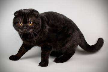 Scottish fold shorthair cat on colored backgrounds