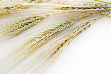 mature ears of wheat on a white background close-up