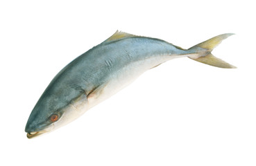 Yellowtail amberjack fish isolated on white background.