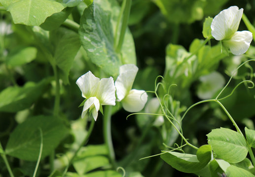 Blooming vegetable pea in the field. Flowering legumes. White flowers of peas. Young shoots and flowers in a field of green peas. Cultivation of green peas. Pisum sativum.