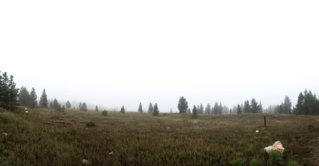 Foggy landscape