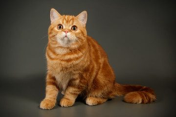 Fototapeta na wymiar Scottish straight shorthair cat on colored backgrounds