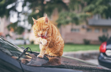 Black and white cat lying on the car outdoors.
