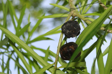 Close up ripe dry Cascabela thevetia fruit,Thevetia peruviana is poisonous plant cultivated as an ornamental.is relative of Nerium oleander,lucky nut in West Indies.also known kaner/kaniara in India.