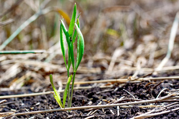 Single grass growing on dry soil. Grass on the background of a dried field.