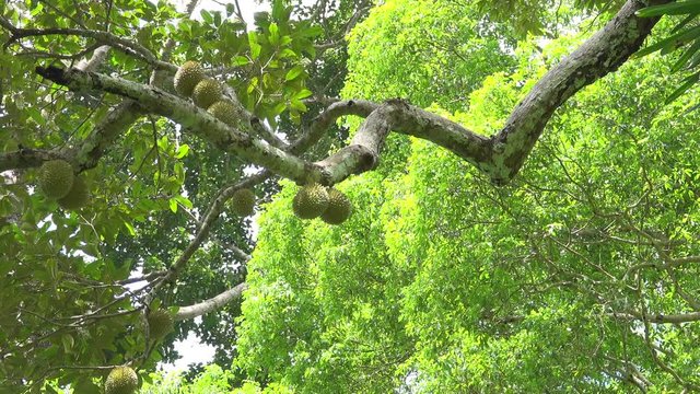 Raw durian fruits. Fertile durian tree with plenty of durian fruits on branches in southern Thailand,low angle view.