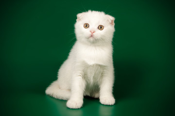 Scottish fold shorthair cat on colored backgrounds