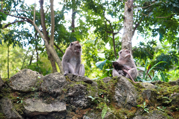 Naklejka na ściany i meble Indonesia Bali island monkey family