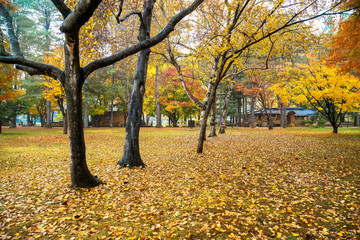 South Korea Seoul autumn yellow and red leaves