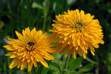 Yellow daisies on a bed in the summer garden