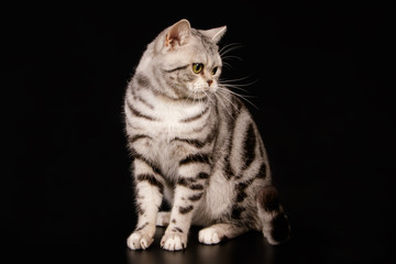 American shorthair cat on colored backgrounds