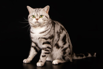 American shorthair cat on colored backgrounds