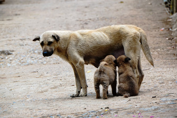 Mother dog feeding her puppies