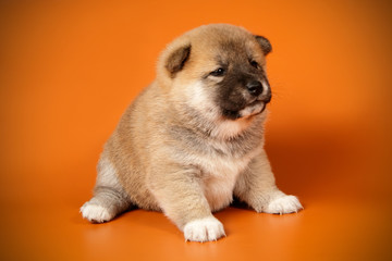 Shiba inu on colored backgrounds