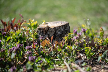 The Tree Stump