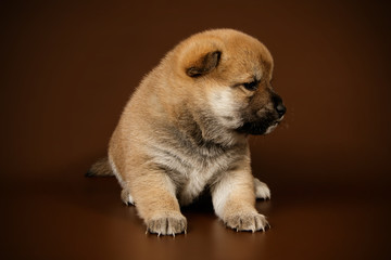 Obraz premium Shiba inu on colored backgrounds