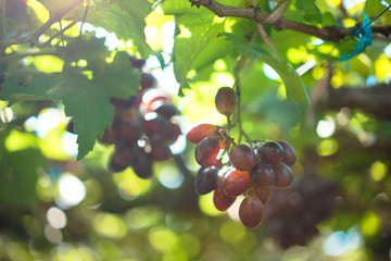 Ninh Thuan fresh ripe grapevines on the heeb