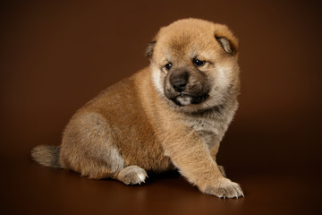 Shiba inu on colored backgrounds