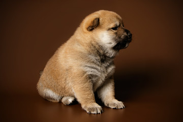 Shiba inu on colored backgrounds