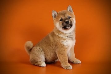 Obraz premium Shiba inu on colored backgrounds