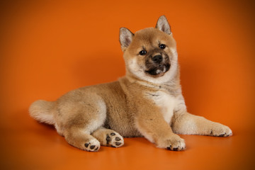 Obraz premium Shiba inu on colored backgrounds