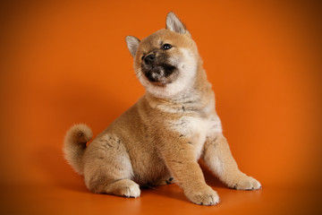 Shiba inu on colored backgrounds