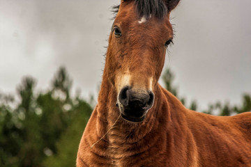 Fototapeta premium closeup portrait of a brown horse during a cloudy day - Image
