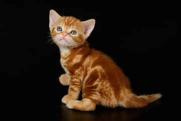 Obraz premium American shorthair cat on colored backgrounds