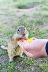 wild gopher eats with human hands