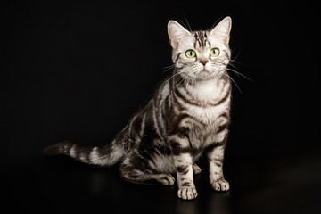 American shorthair cat on colored backgrounds