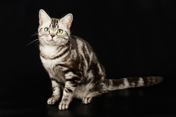 American shorthair cat on colored backgrounds