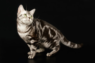 American shorthair cat on colored backgrounds