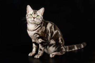 Obraz premium American shorthair cat on colored backgrounds