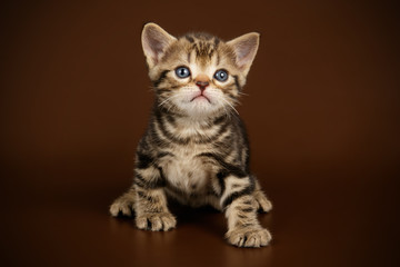 American shorthair cat on colored backgrounds