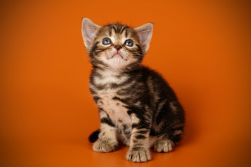 American shorthair cat on colored backgrounds