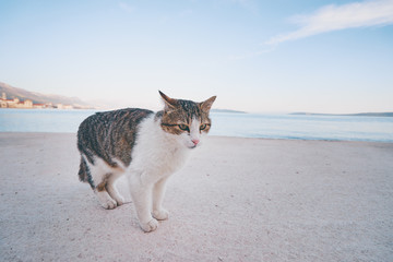 Cute cat  sitting on sea promenade.