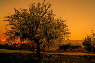 Fototapeta na wymiar blooming field of almond trees with withe flowers during a spring sunset - Image