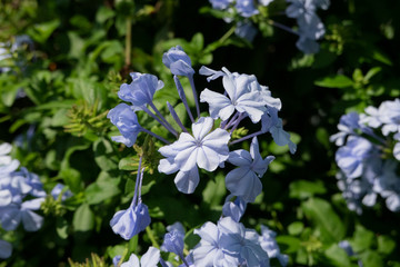 紫の花