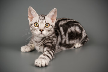 American shorthair cat on colored backgrounds