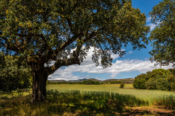 Fototapeta na wymiar big tree on a grain field during a sunny spring day - Image