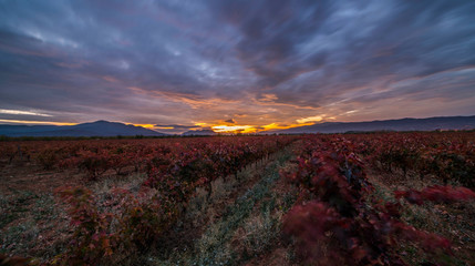 A long exposure daily photo of a vineyard in autumn with clouds streaming in the sky - Image