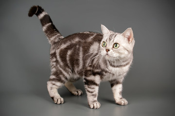 American shorthair cat on colored backgrounds
