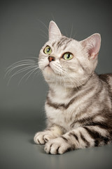 American shorthair cat on colored backgrounds