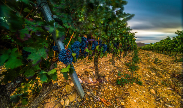 Long exposure view of a vineyard with the trees full of grapes bunches and the clouds in motion - Image