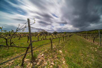 Long exposure panoramic view of a vineyard during a winter cloudy day with clouds streaming in the sky - Image