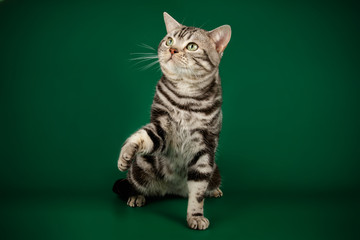 American shorthair cat on colored backgrounds