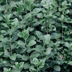 Dark green leaves, dark tones in the morning. Tropical Plant , environment,fresh,photo concept nature and plant.